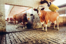 MURAT ASLAN PHOTOGRAPHY BLN