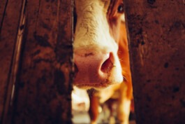 MURAT ASLAN PHOTOGRAPHY BLN